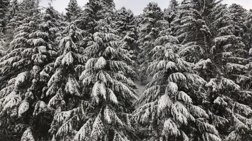 Pas de neige au Lac Blanc : quelles conséquences ?
